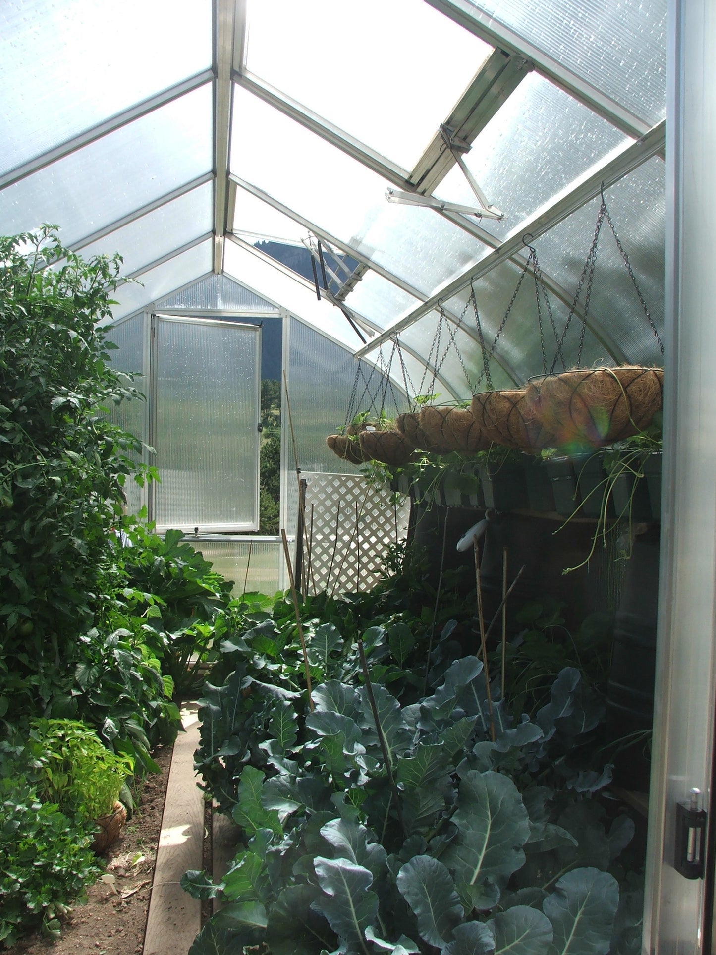 Riga 5 Large Polycarbonate Greenhouse Vegetable Garden