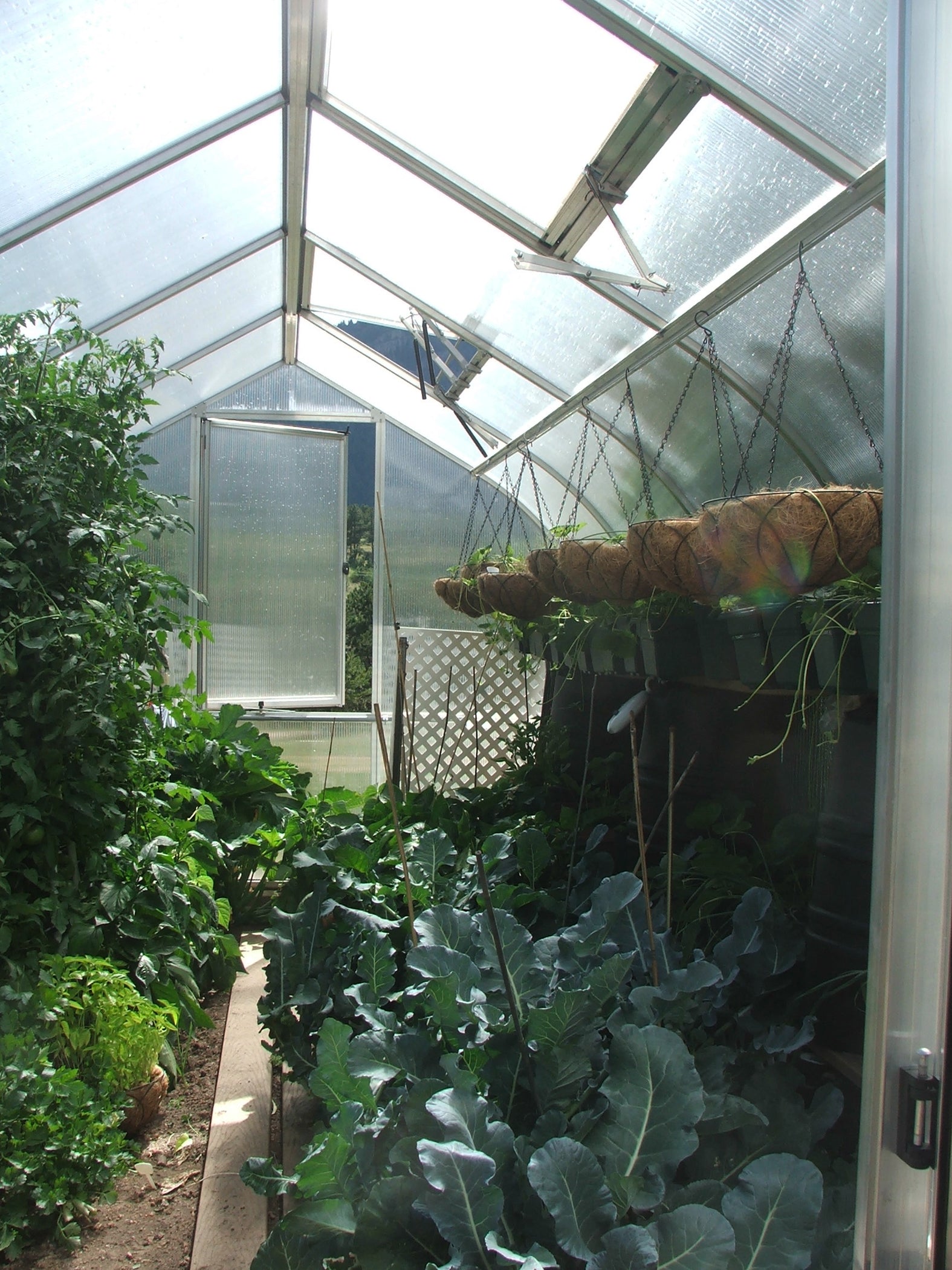 Riga 5 Large Polycarbonate Greenhouse Vegetable Garden