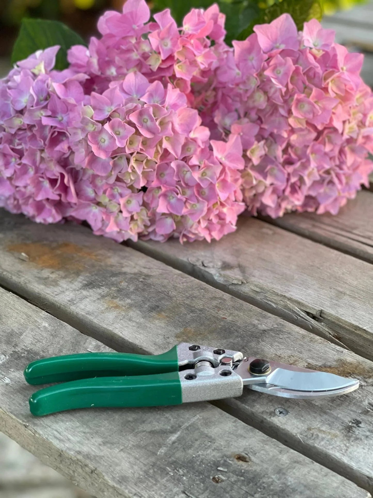 Green garden shears with flowers in the background for rose gardeners