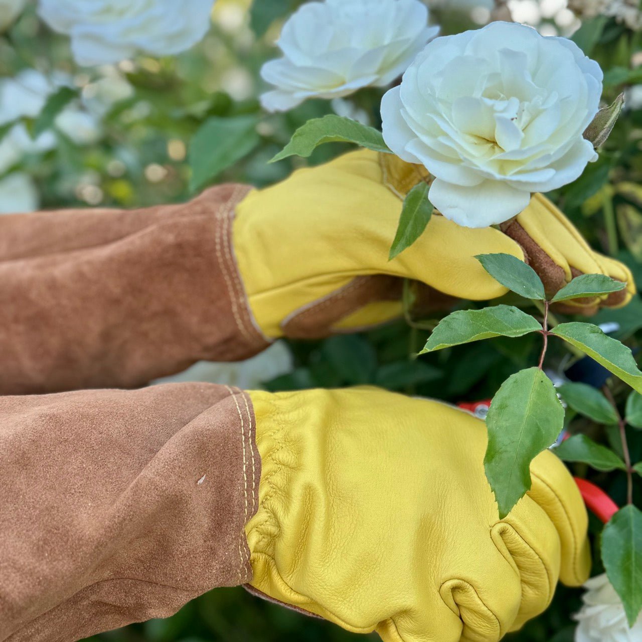 Rose garderner with gardening gloves holding a white flower.